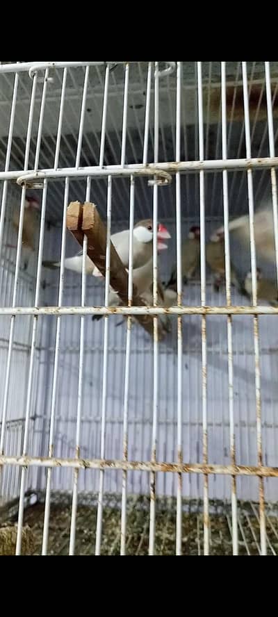 Fawn jawa Sparrows