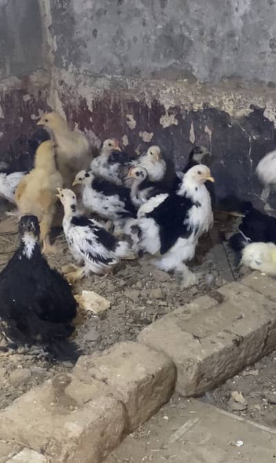 Molted Bantum 2 month