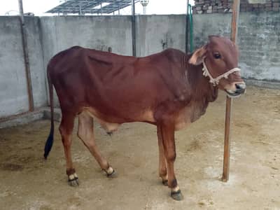 Shiwal male