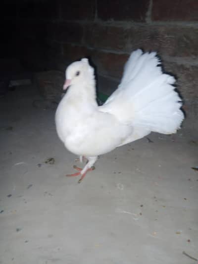 pair sale karna black male white female