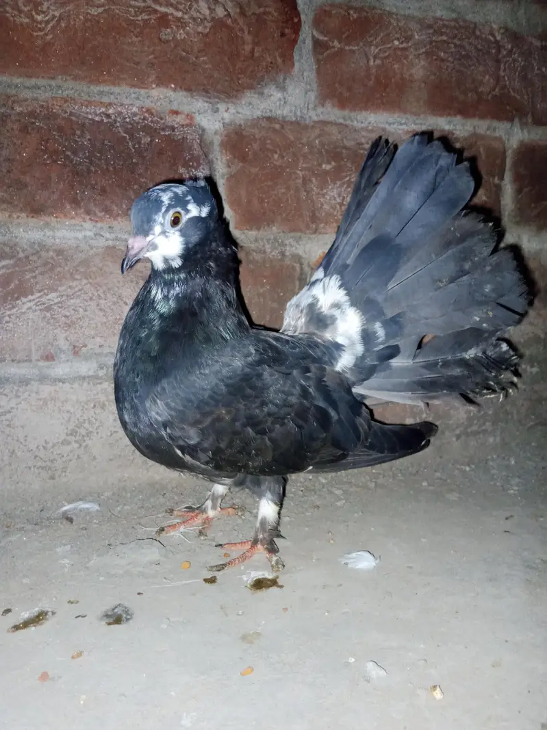 pair sale karna black male white female — photo 2
