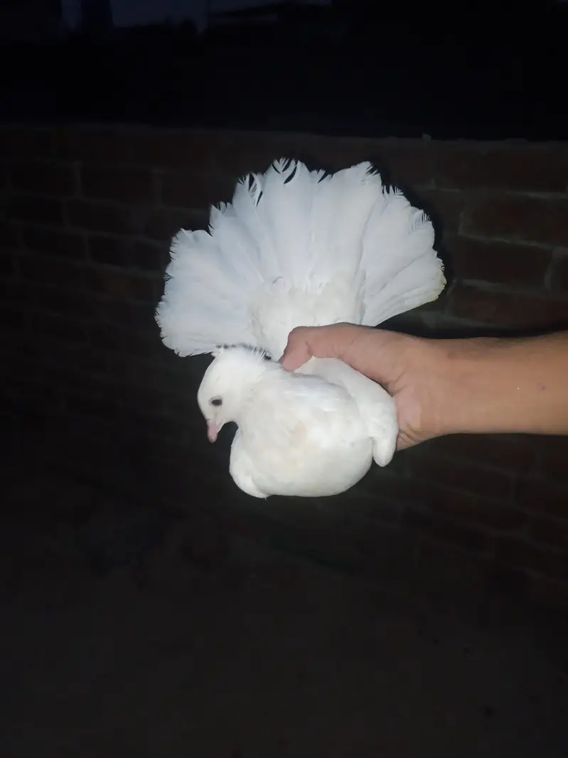 pair sale karna black male white female — photo 4