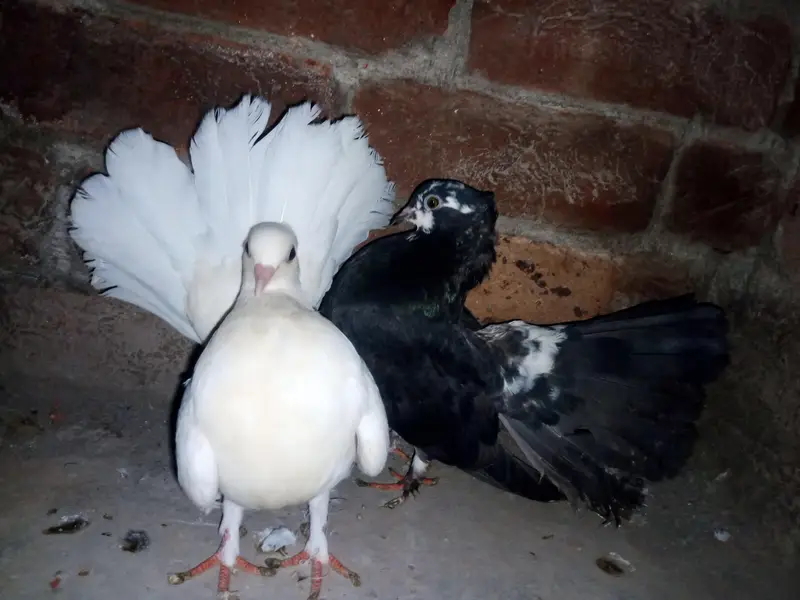pair sale karna black male white female — photo 5