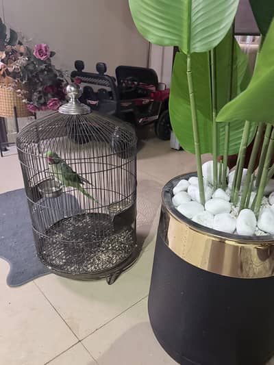 Raw parrot with steel cage