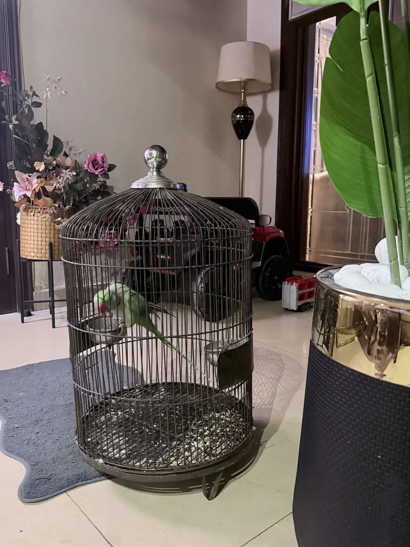 Raw parrot with steel cage — photo 2