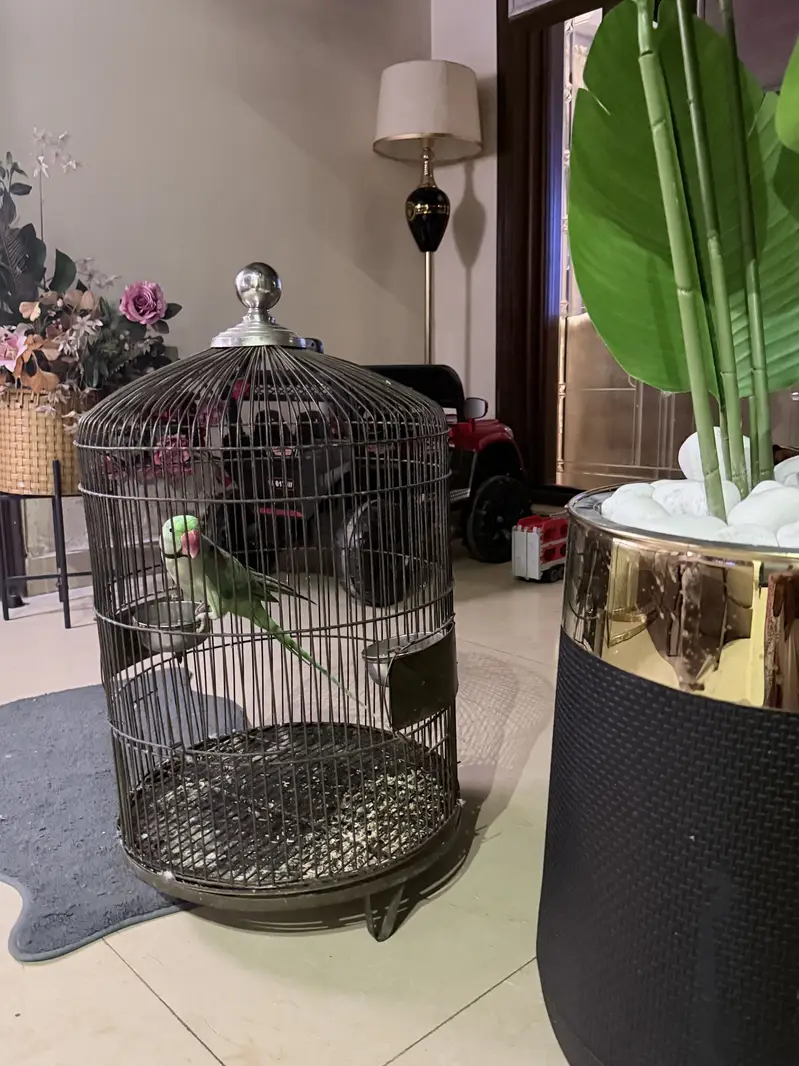 Raw parrot with steel cage — photo 3