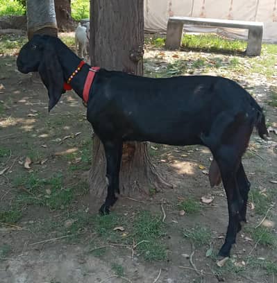 Black Jet Rajanpuri White Eyes Bakri 0321.6665792