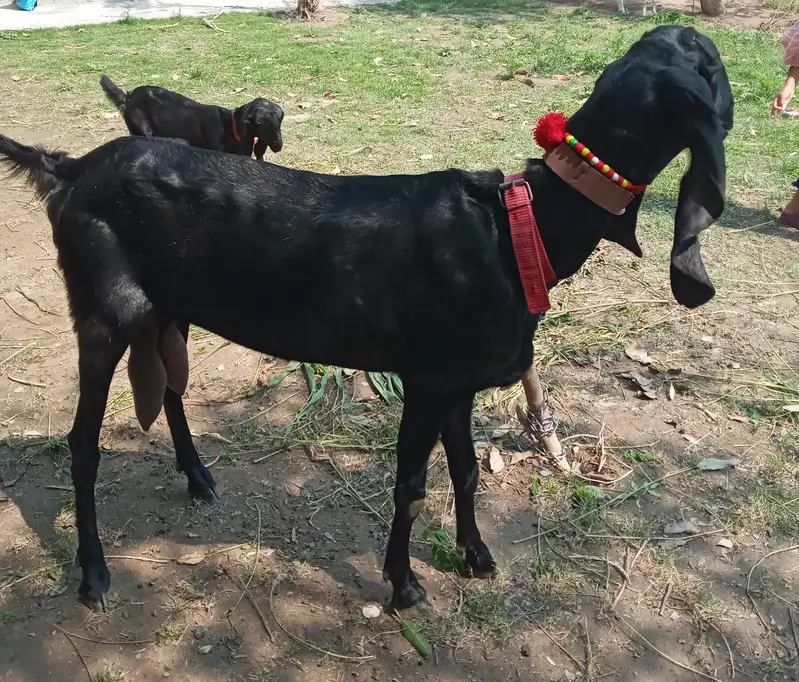Black Jet Rajanpuri White Eyes Bakri 0321.6665792 — photo 2