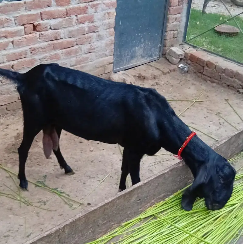 Black Jet Rajanpuri White Eyes Bakri 0321.6665792 — photo 3