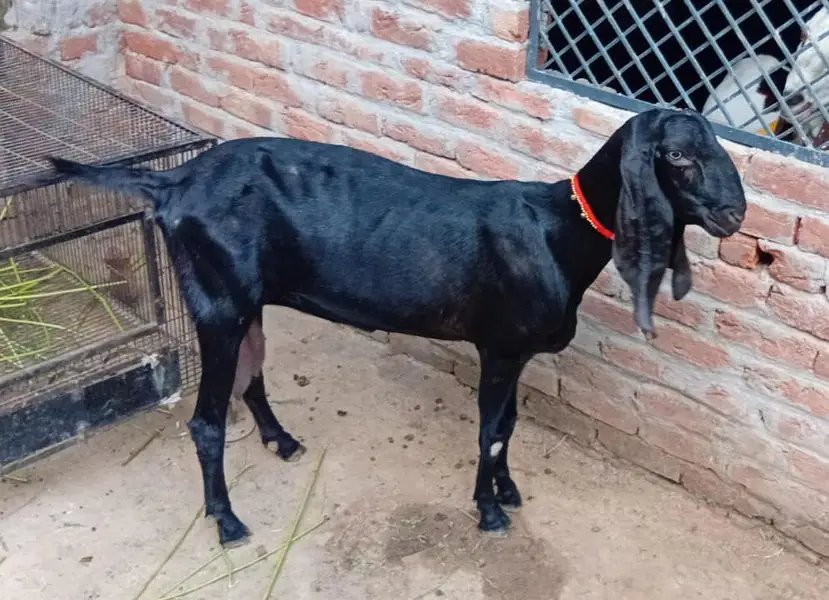 Black Jet Rajanpuri White Eyes Bakri 0321.6665792 — photo 4