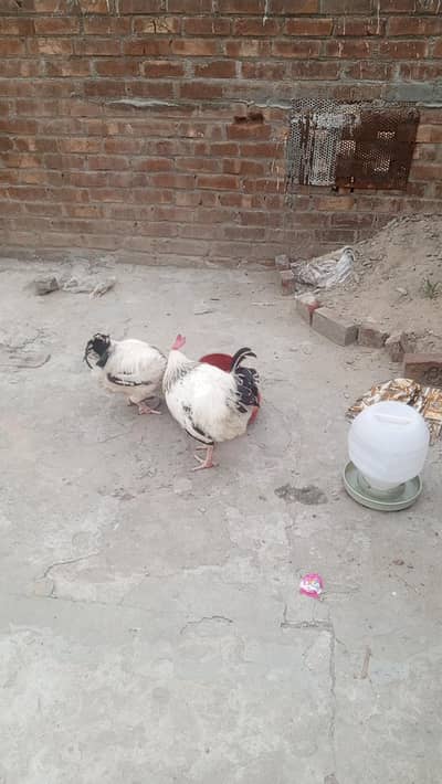 light Sussex male for sale healthy and ective