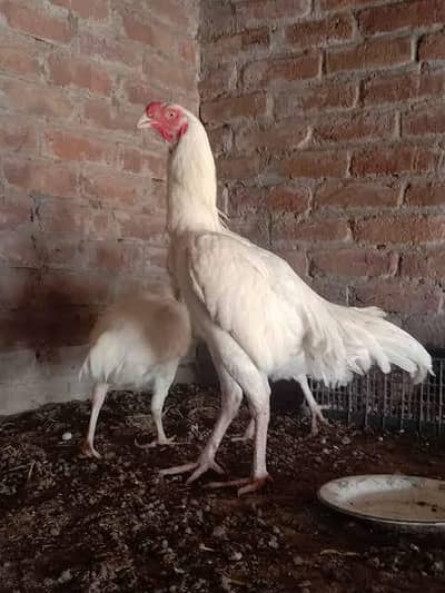 Aseel | Aseel Heera | Aseel chicks | Heera chicks