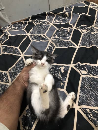 Persian cat and kittens