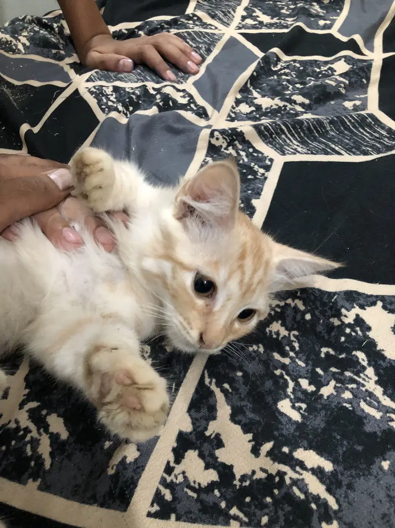 Persian cat and kittens — photo 3