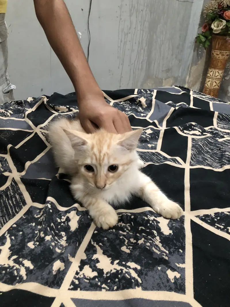 Persian cat and kittens — photo 4