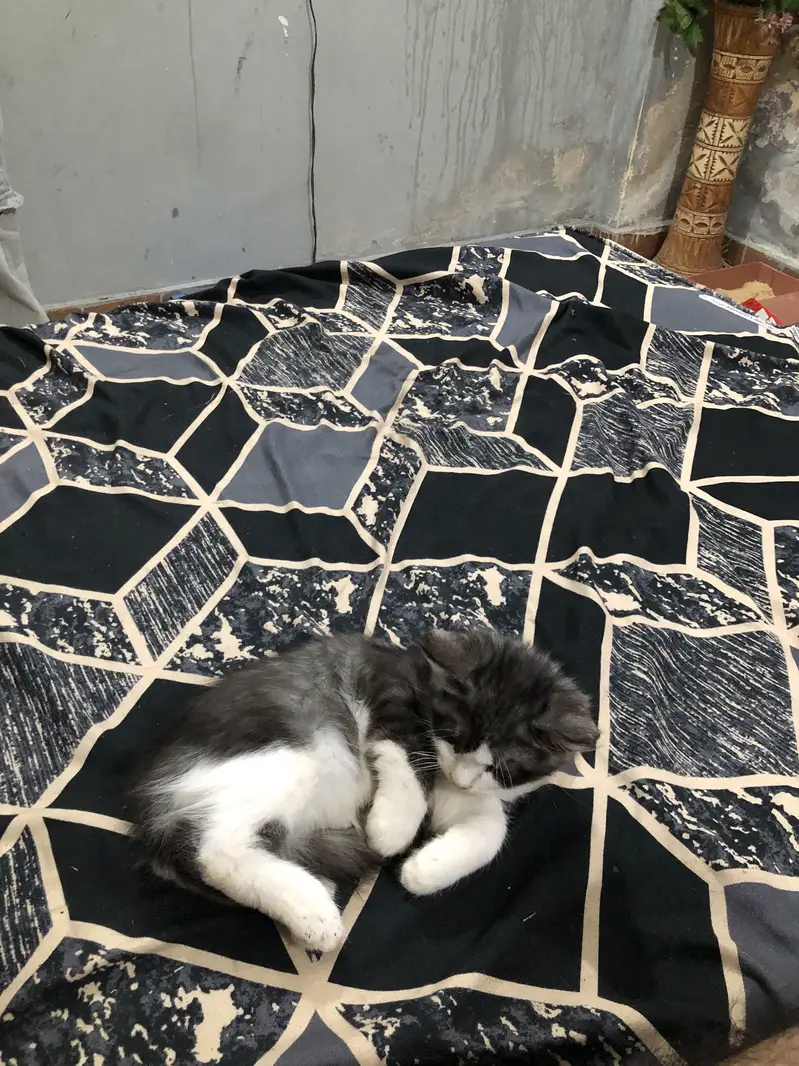 Persian cat and kittens — photo 5