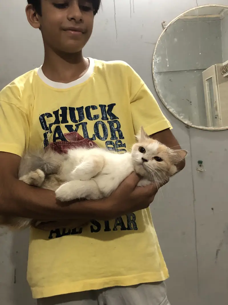 Persian cat and kittens — photo 6