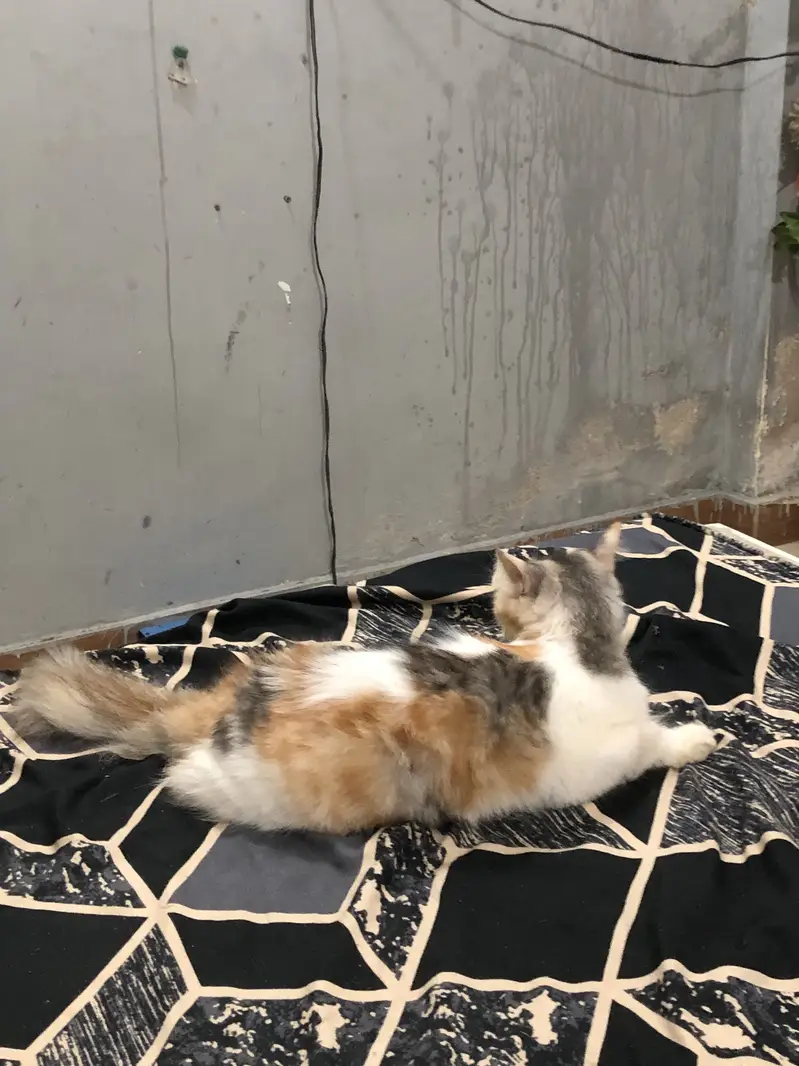 Persian cat and kittens — photo 7