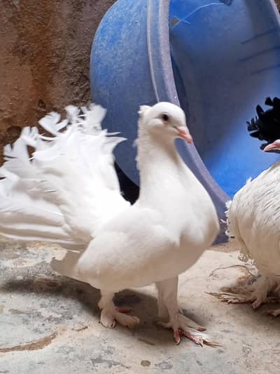 fantail pair available from sell