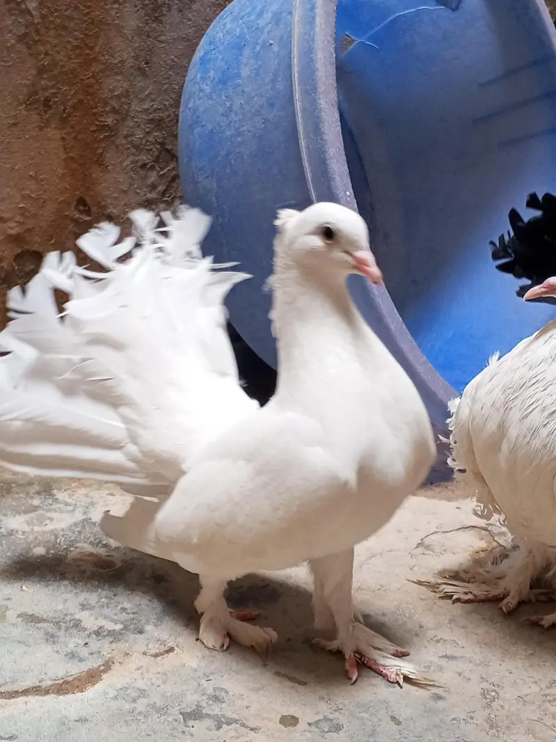 fantail pair available from sell