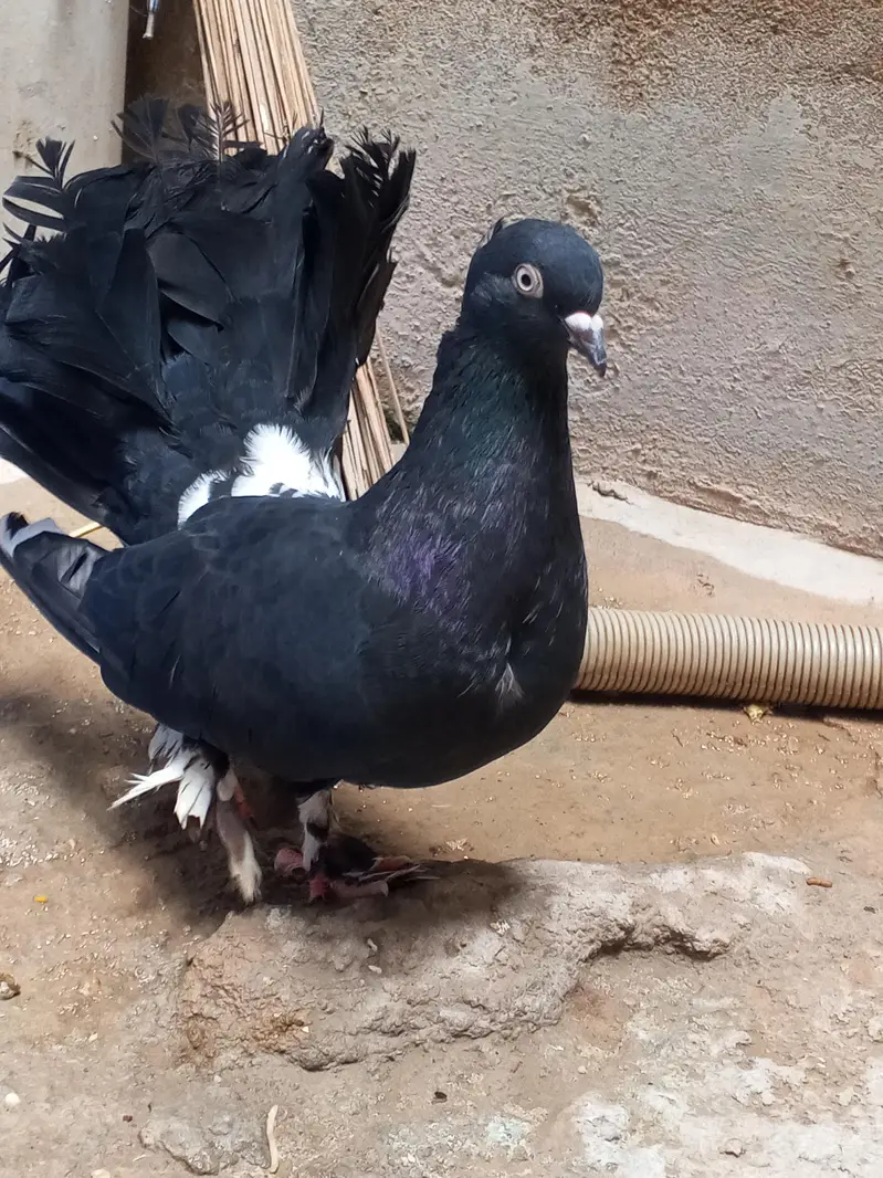fantail pair available from sell — photo 2