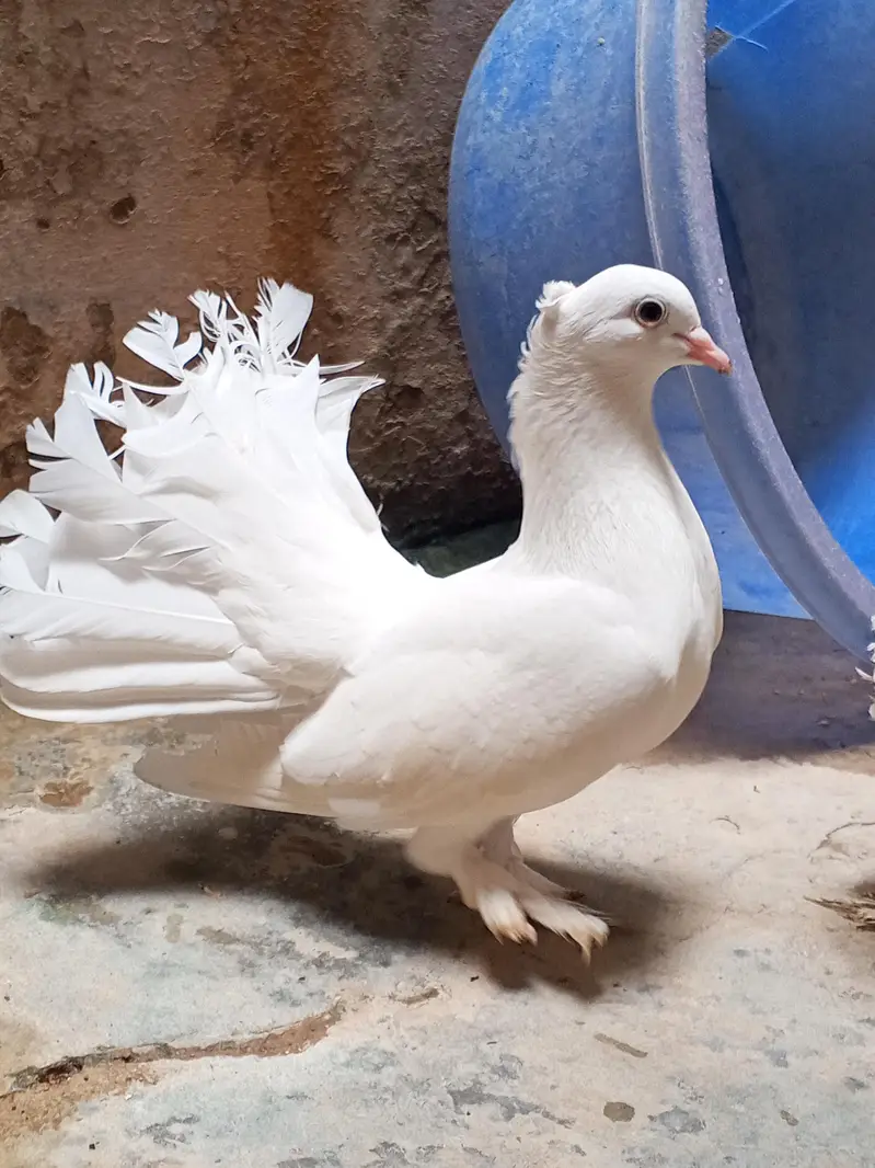fantail pair available from sell — photo 3