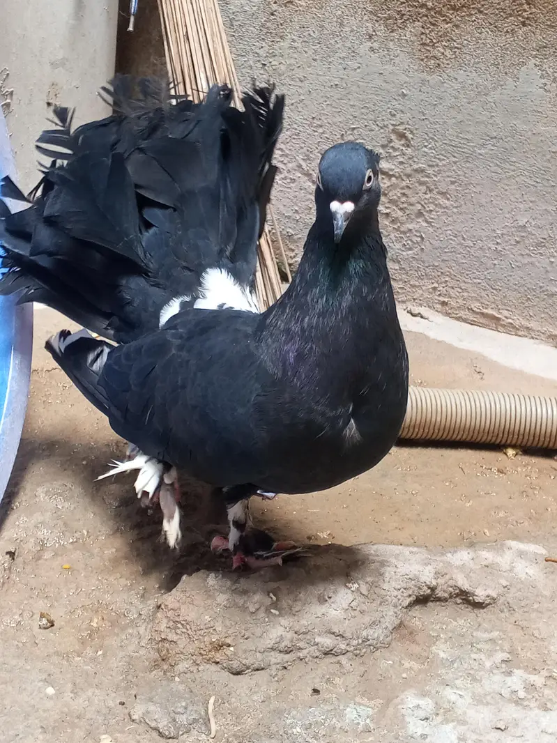 fantail pair available from sell — photo 4