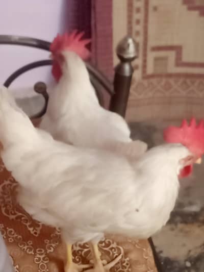 farme murga hai