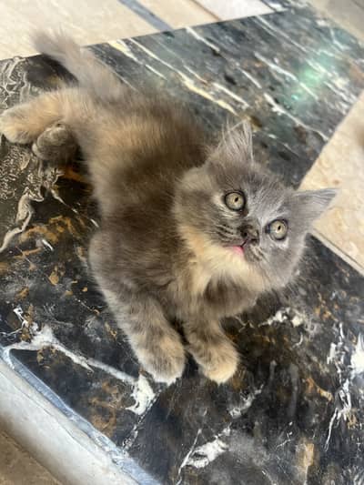 Healthy and active kitten available for Reasonable price