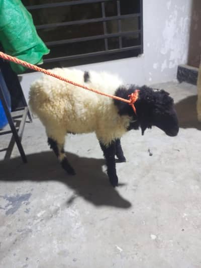 dumba for sale