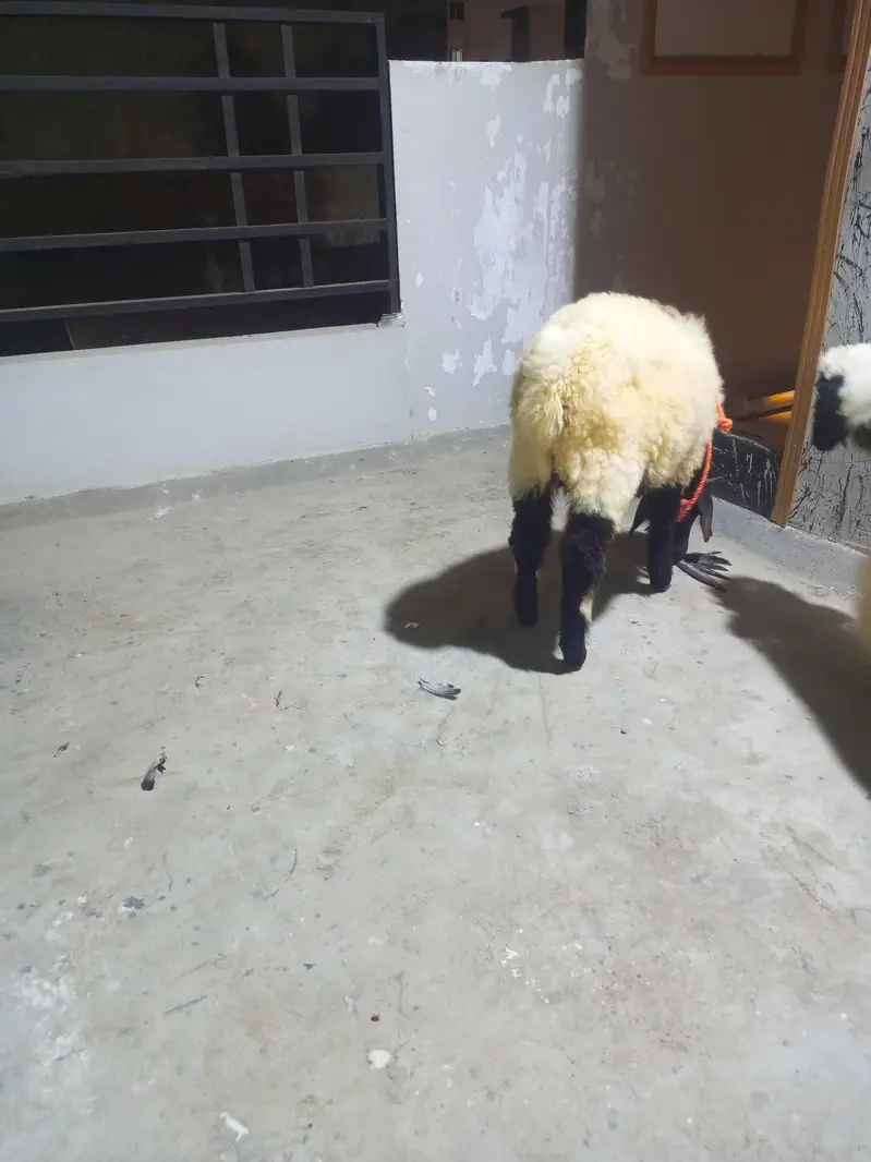 dumba for sale — photo 2