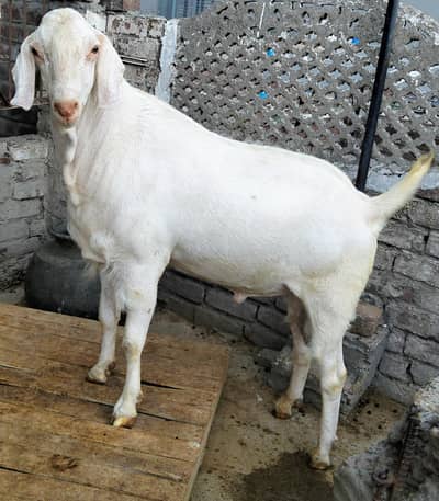 Bakra Ghar ka pala huwa