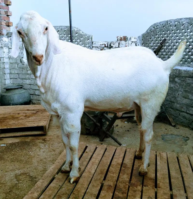 Bakra Ghar ka pala huwa — photo 2