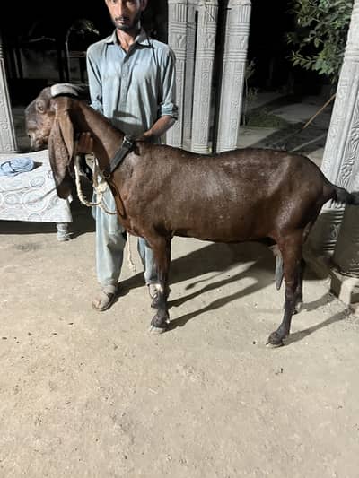Best quality breeder two goats for sale