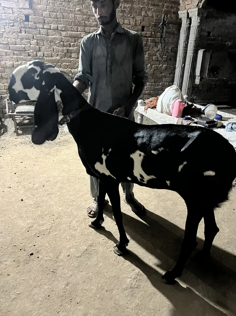 Best quality breeder two goats for sale — photo 2