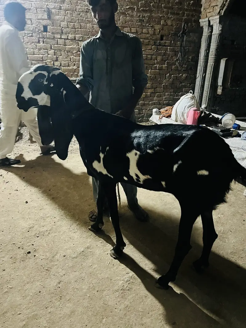 Best quality breeder two goats for sale — photo 3