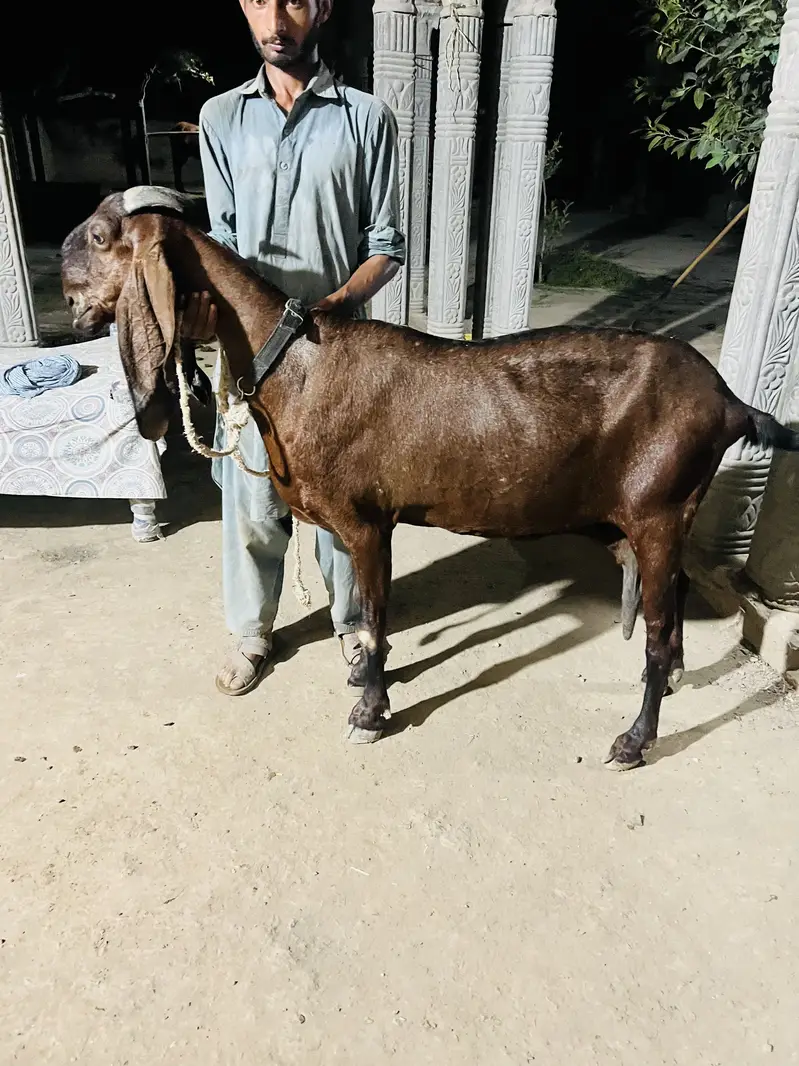 Best quality breeder two goats for sale — photo 4