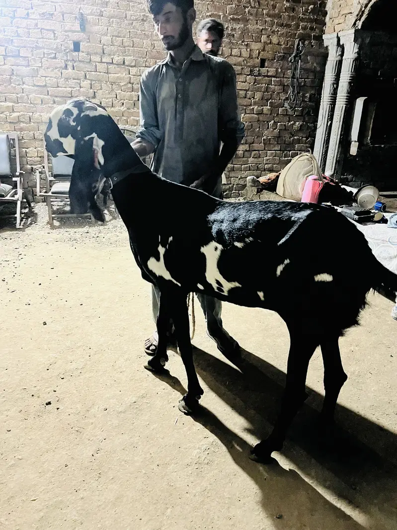 Best quality breeder two goats for sale — photo 5