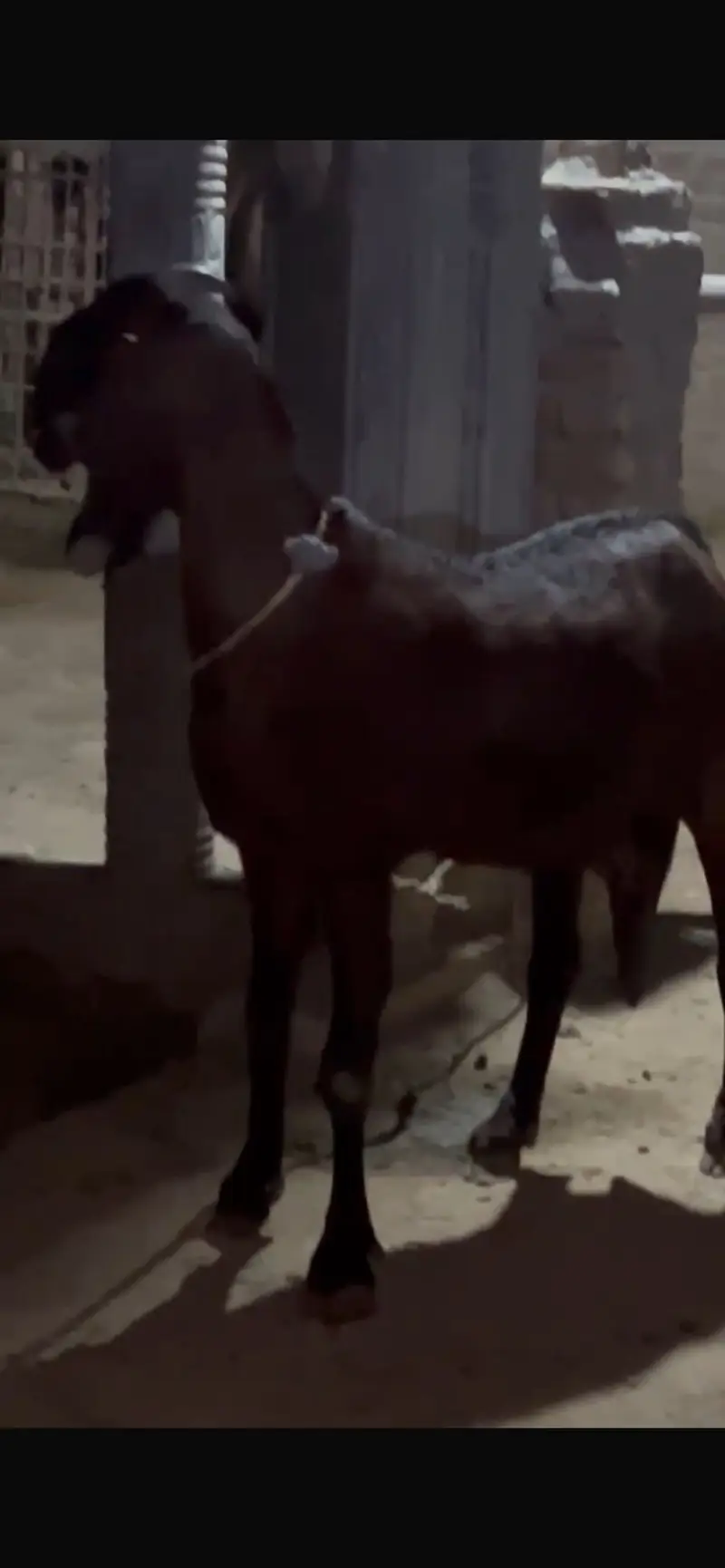 Best quality breeder two goats for sale — photo 6