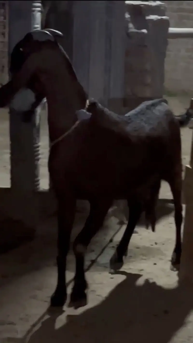 Best quality breeder two goats for sale — photo 7