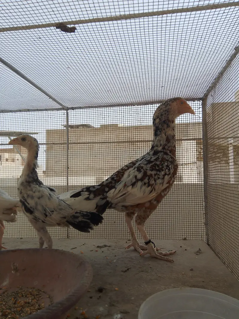 Aseel morga morgi bacha — photo 7