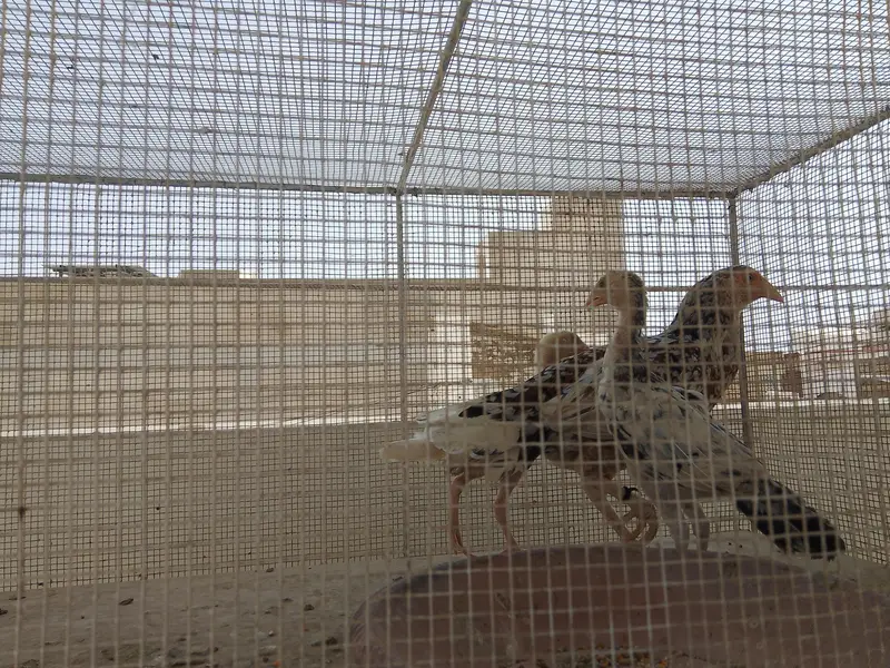 Aseel morga morgi bacha — photo 8