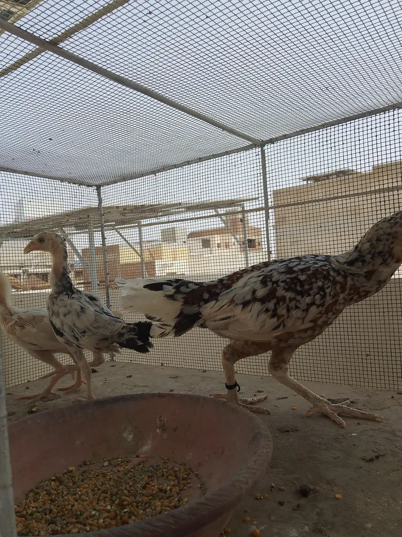 Aseel morga morgi bacha — photo 9