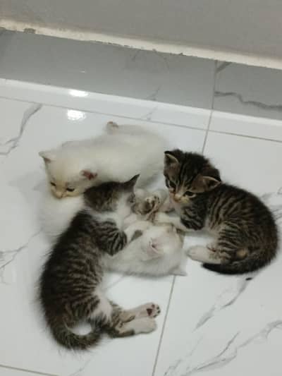 Persion kittens for sale