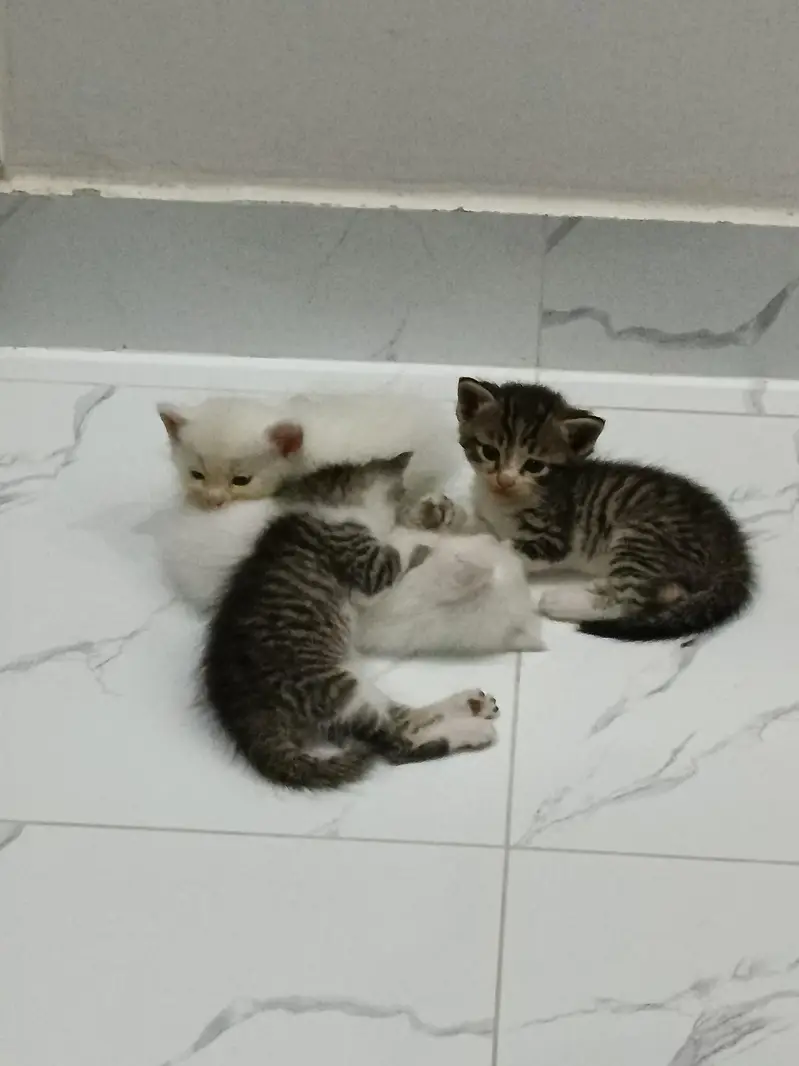 Persion kittens for sale — photo 2