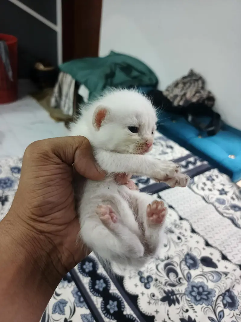 Persion kittens for sale — photo 3