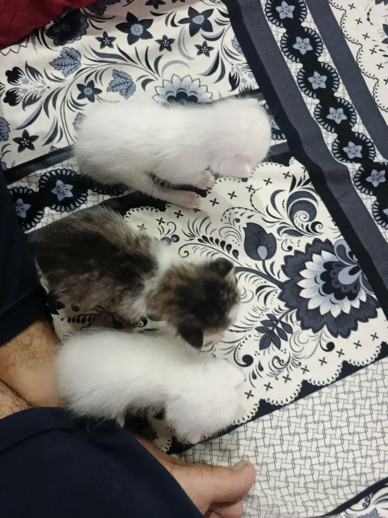 Persion kittens for sale — photo 4