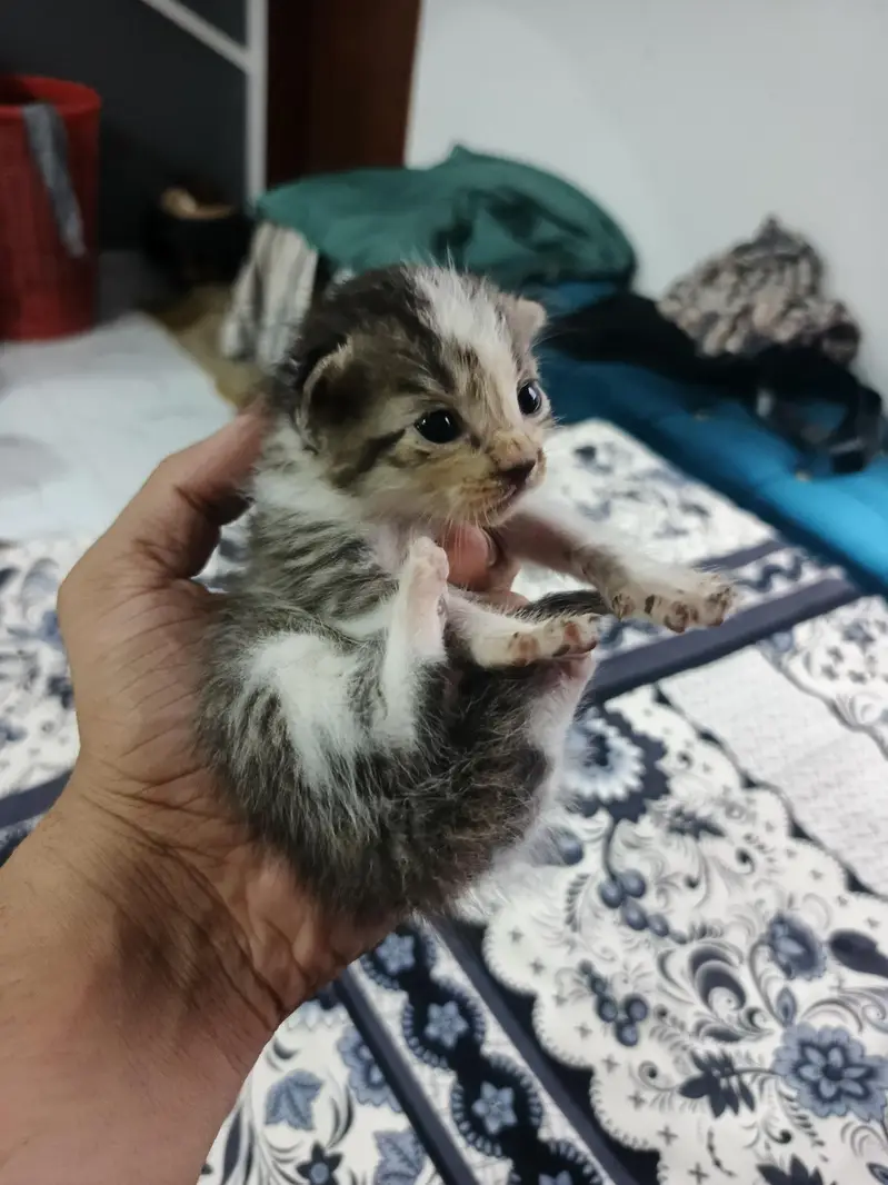 Persion kittens for sale — photo 5
