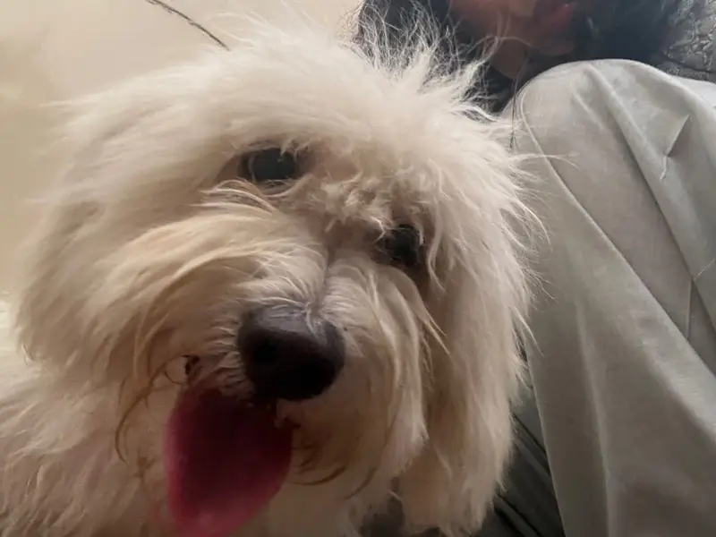 Maltipoo Pure breed — photo 3