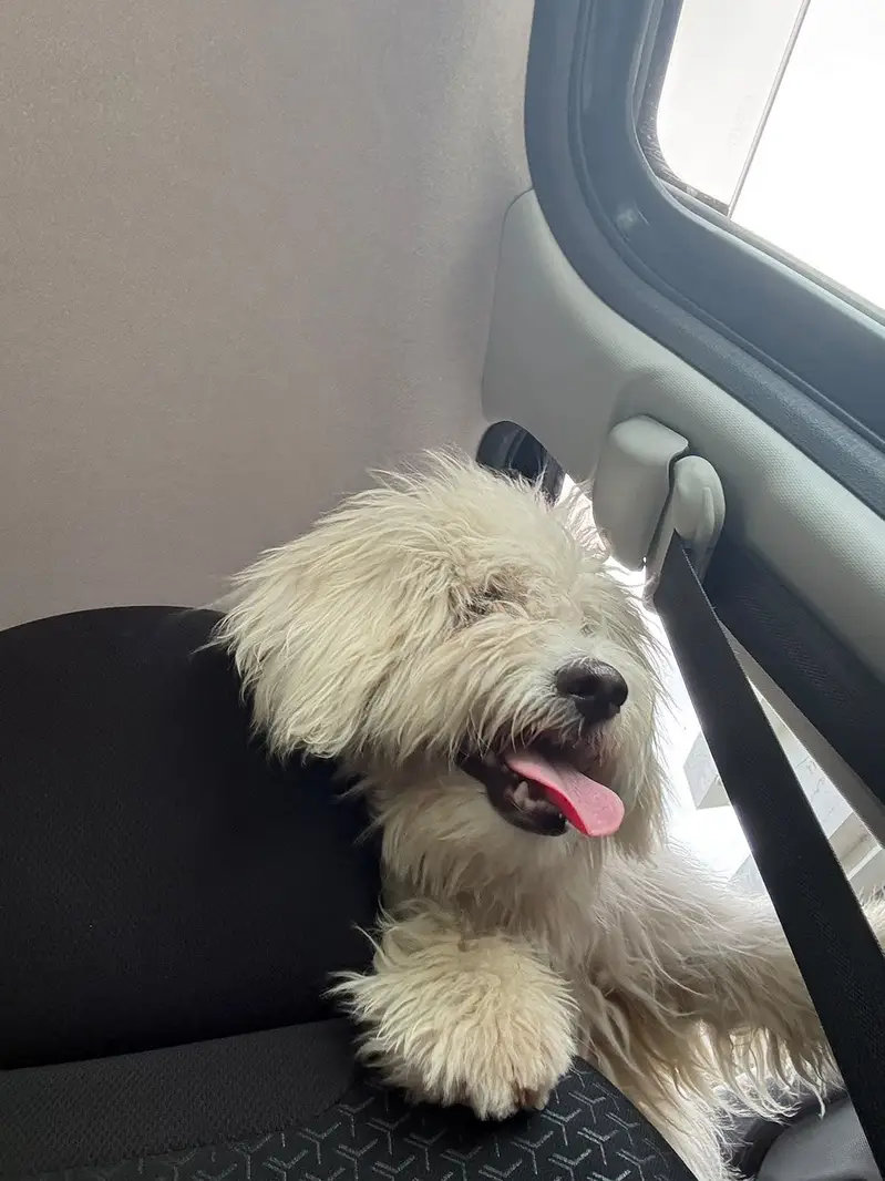 Maltipoo Pure breed — photo 2